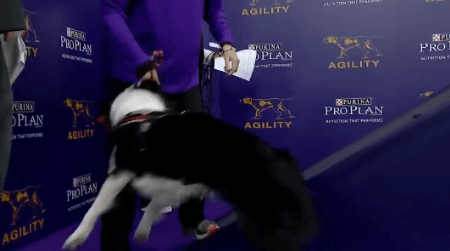 어질리티 대회 보는데 허스키 진짜 느긋하다 | 인스티즈