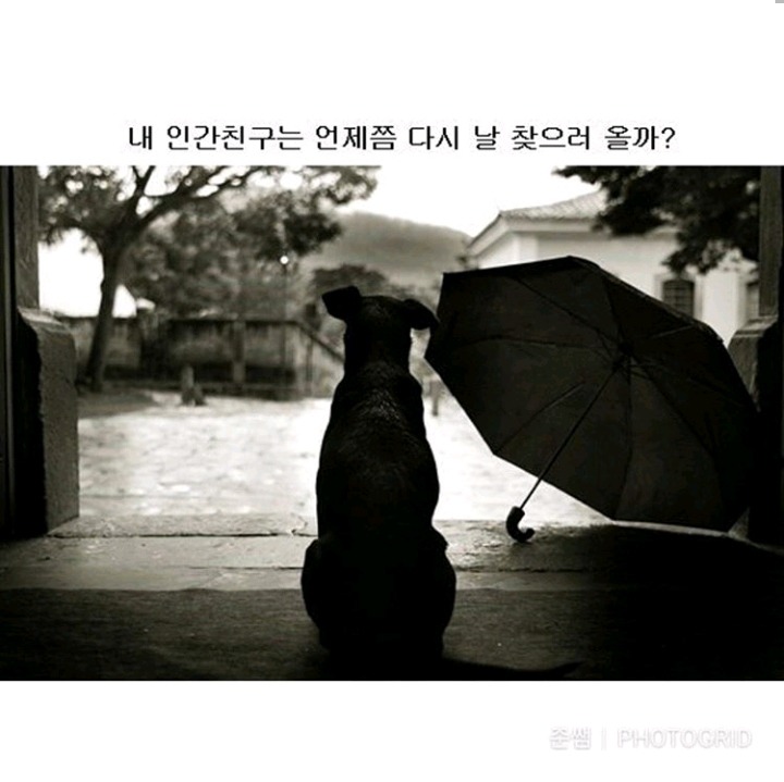 강아지가 인간칭구칭구에게 진짜 궁금한것들 | 인스티즈