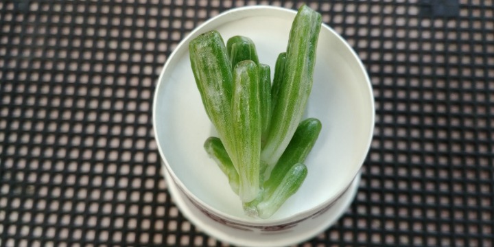 키모주 이미지