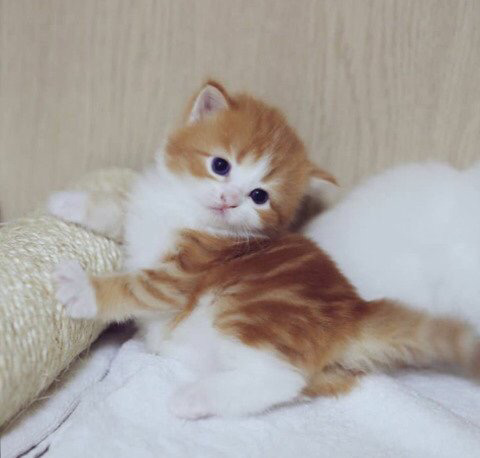 인터넷에서 너무나도 유명한 이 고양이의 정체는... | 인스티즈