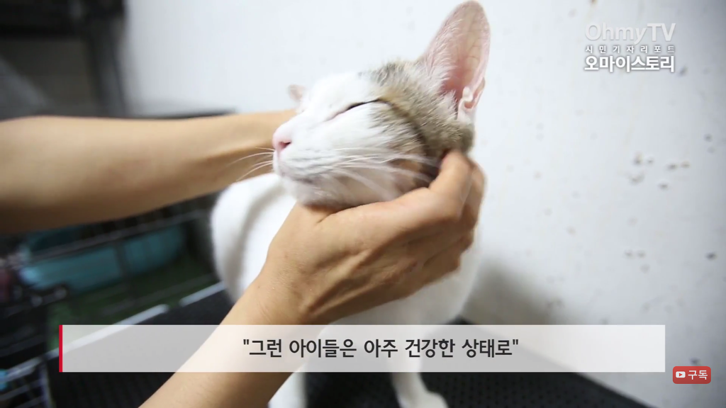 마산 애니멀 호더에게서 구조한 50여마리의 고양이들에게 손길을 내밀어주세요! 곧 쉼터가 폐쇄되어 아이들이 갈 곳이 없습니다 | 인스티즈