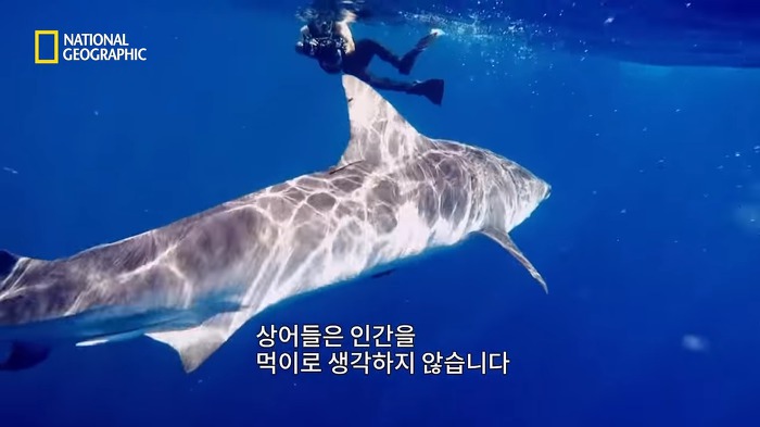 고래 먹방하던 상어들이 갑자기 사라진이유.jpggif | 인스티즈