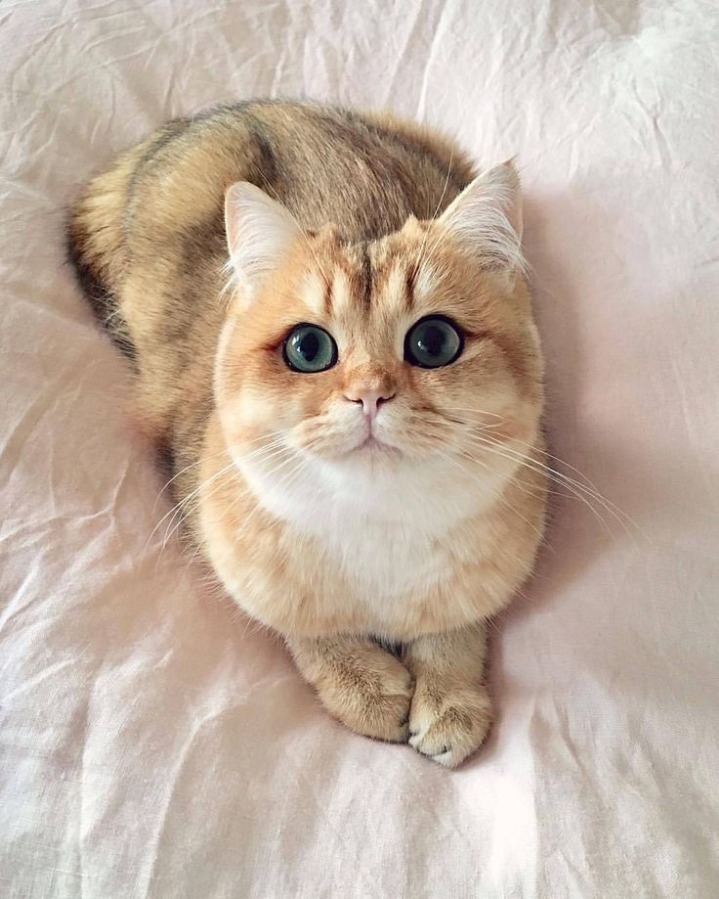 고양이 증명사진 | 인스티즈