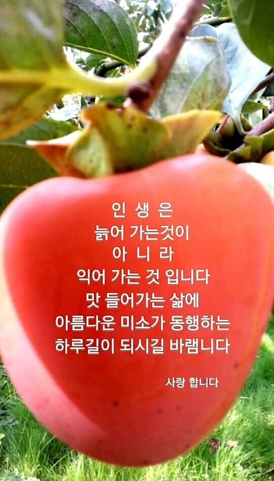 박*근 이미지