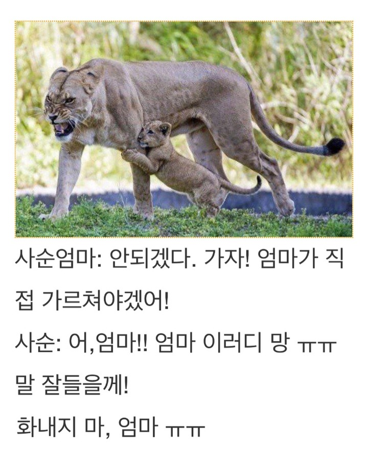 엄마사자의 내리사랑 | 인스티즈