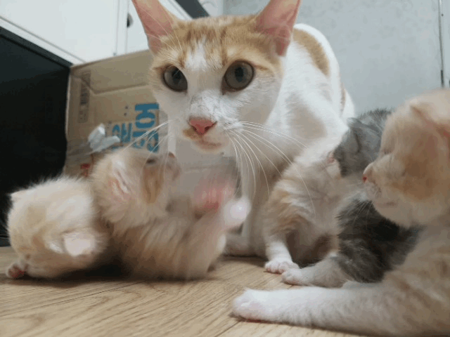 2주된 새끼 고양이(데이타주의) | 인스티즈