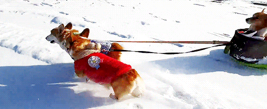 짱덕 터지는 썰매 끄는 댕댕이.gif | 인스티즈