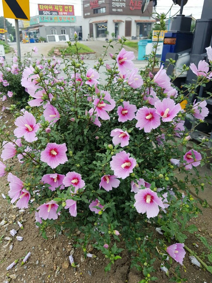 성환주유소 이미지