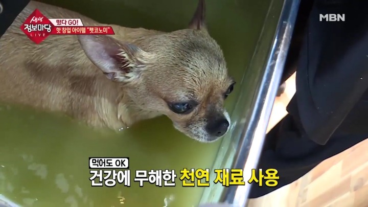 강아지 아로마테라피.jpg | 인스티즈