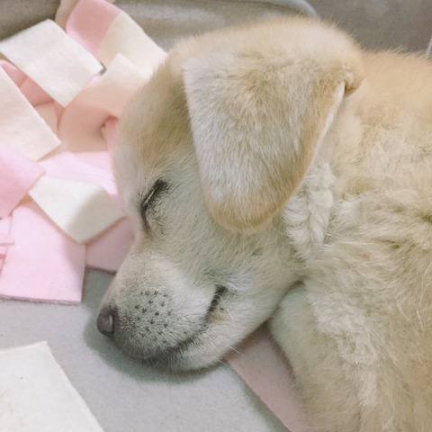 짱절미 귀 크기 변천사 | 인스티즈