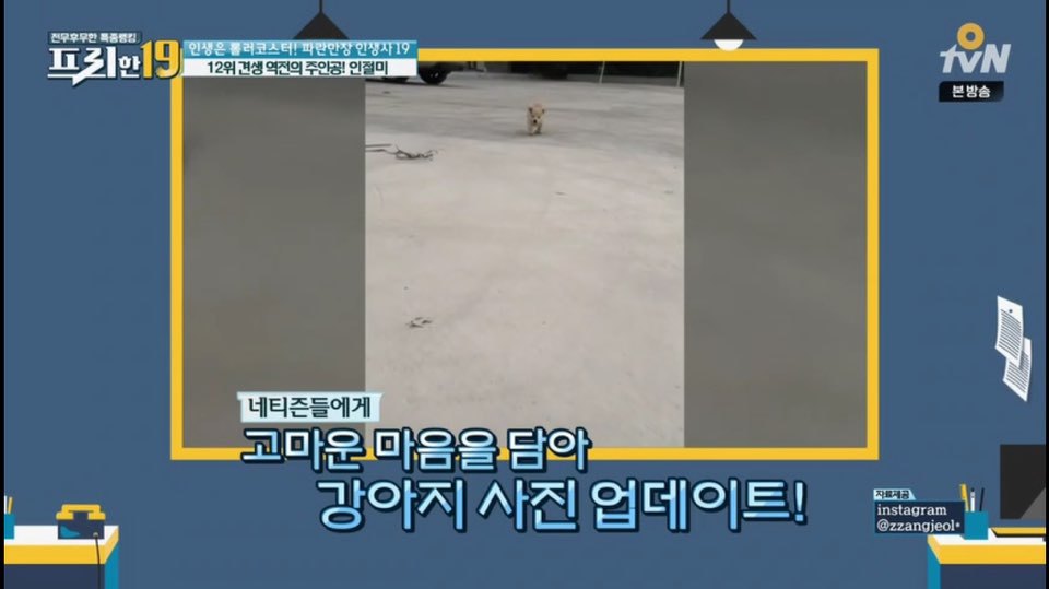 [인절미/짱절미] tvn 프리한19 견생역전의 주인공 | 인스티즈