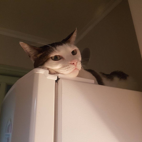 고양이가 주인말을 무시하는 이유.jpg | 인스티즈