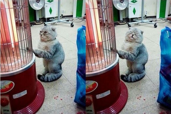 따뜻한 곳을 좋아하는 고양이 | 인스티즈