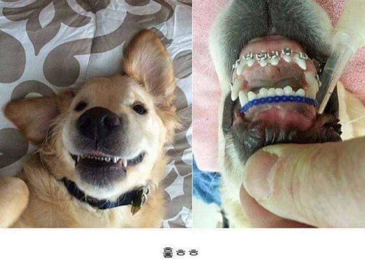 치아교정한 댕댕이 | 인스티즈