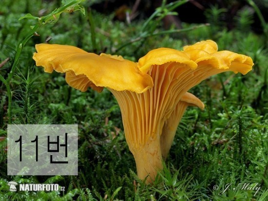  독버섯 고르기 | 인스티즈