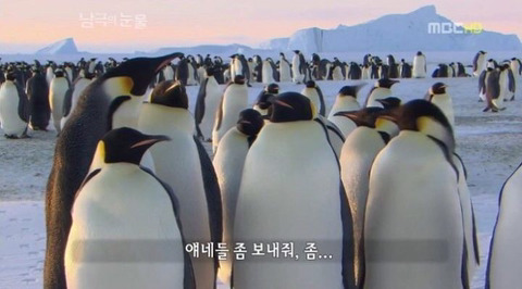 짱귀탱인 남극의 눈물 촬영 당시 펭귄들.gif | 인스티즈