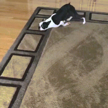 왜 이러는지 모르겠는 강아지들.jpgif | 인스티즈