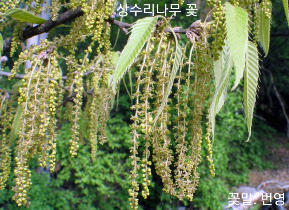 상수리나무 이미지