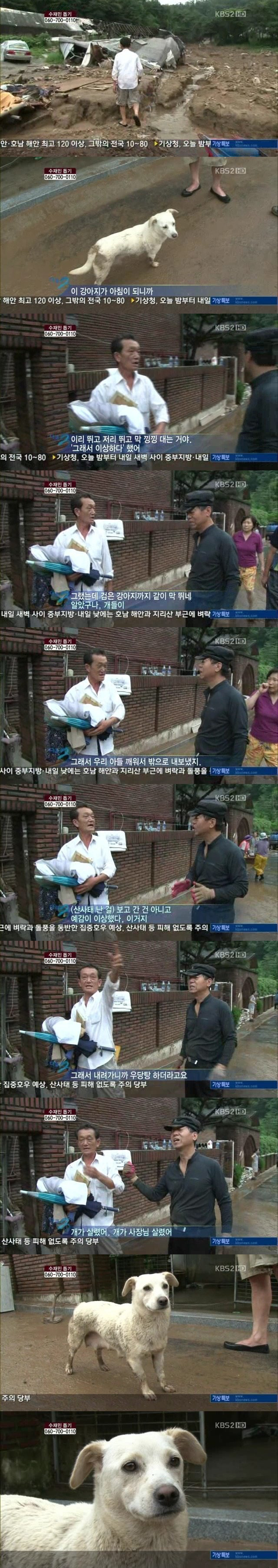 사장님을 살린 댕댕이 | 인스티즈