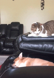 고양이 옆에 있다가 괜히 한대 얻어맞은 강아지.gif | 인스티즈