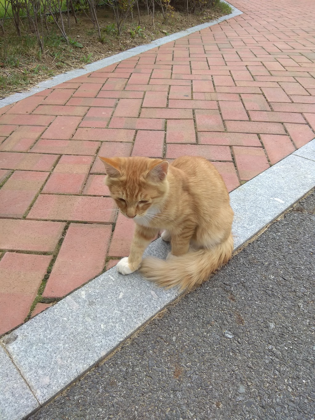 꼬리털이 복슬복슬한 길냥이입니다 | 인스티즈