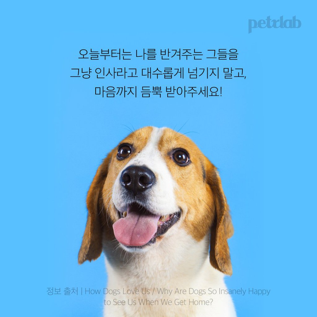 멍뭉이는 왜 당신을 반겨줄까? | 인스티즈
