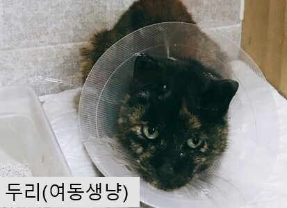 [사진주의] 청소년 남매 고양이가 처참한 몰골이 되어 구조됐어.. | 인스티즈