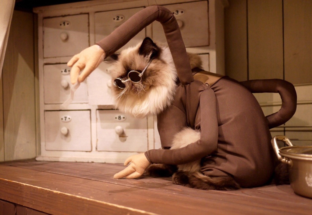 고양이 지브리 할로윈 의상 대회.jpg | 인스티즈