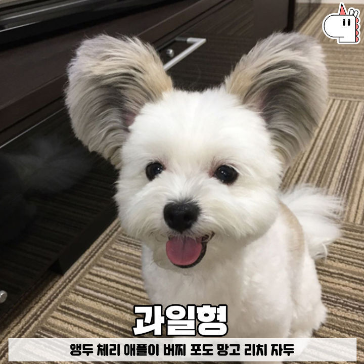 우리집 댕댕이는 곡물형! 유형별로 보는 강아지 이름♥ | 인스티즈