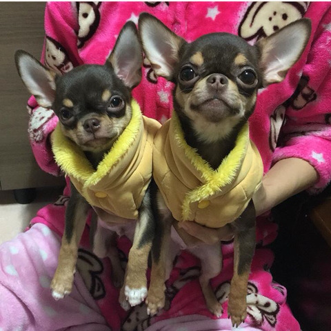 구로구 치와와 다람이랑 다롱이 찾습니다! | 인스티즈