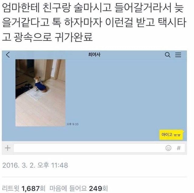 주인님 기다리는 댕댕이들 | 인스티즈