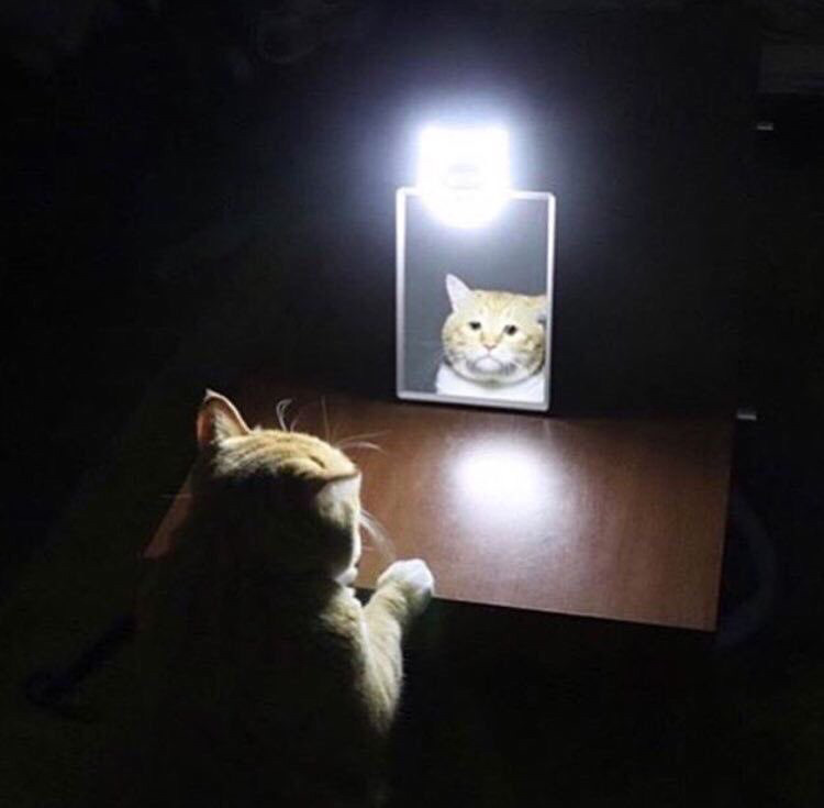 팀보 이미지