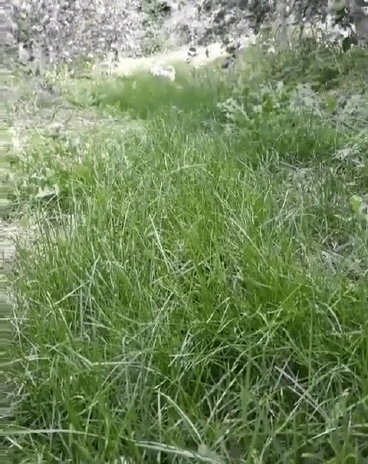 풀숲을 뛰어노는 짱절미.gif | 인스티즈