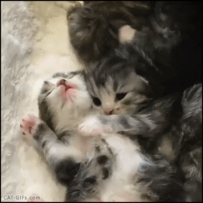 고양이의 행동 언어에 대한 의미들을 알아보자 | 인스티즈