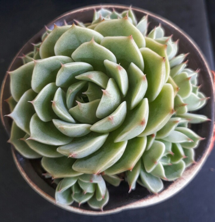 바디스 이미지