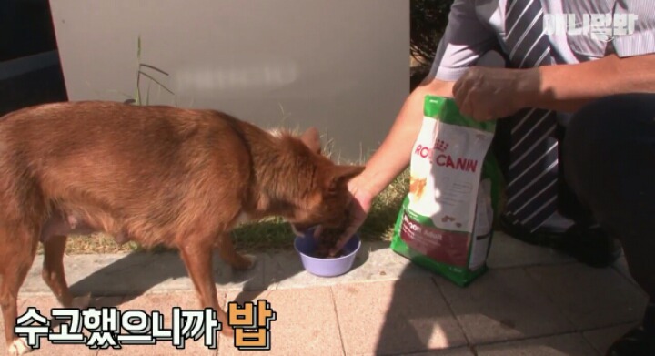 새끼는 사람한테 맡기고 아파트 경비서는 개 | 인스티즈